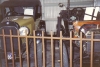 199011-04-parkes-auto-museum